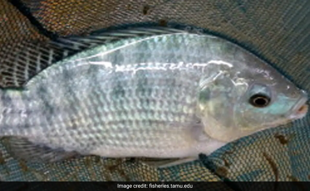 US Woman Loses All Four Limbs After Eating Contaminated Fish